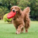 Baconduftende Hundefrisbee