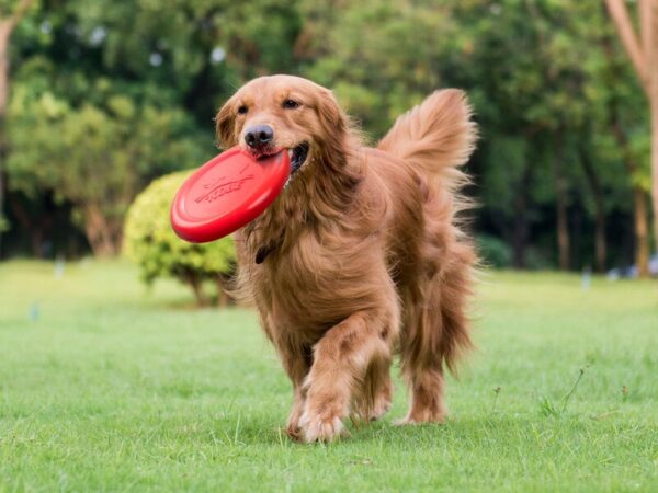 Baconduftende Hundefrisbee